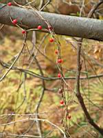 Morelle ou Solanum (Photo F. Mrugala)